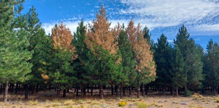 Aplican estrategia de manejo de Sirex noctilio en Neuquén