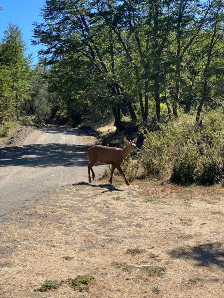 Para monitorear al huemul, el área Queñi permanece cerrada