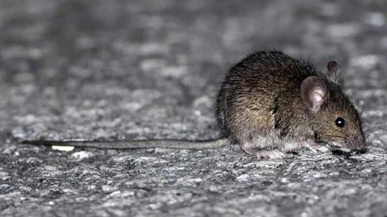 Bariloche: murió una mujer por hantavirus y aislaron a otras 24 personas