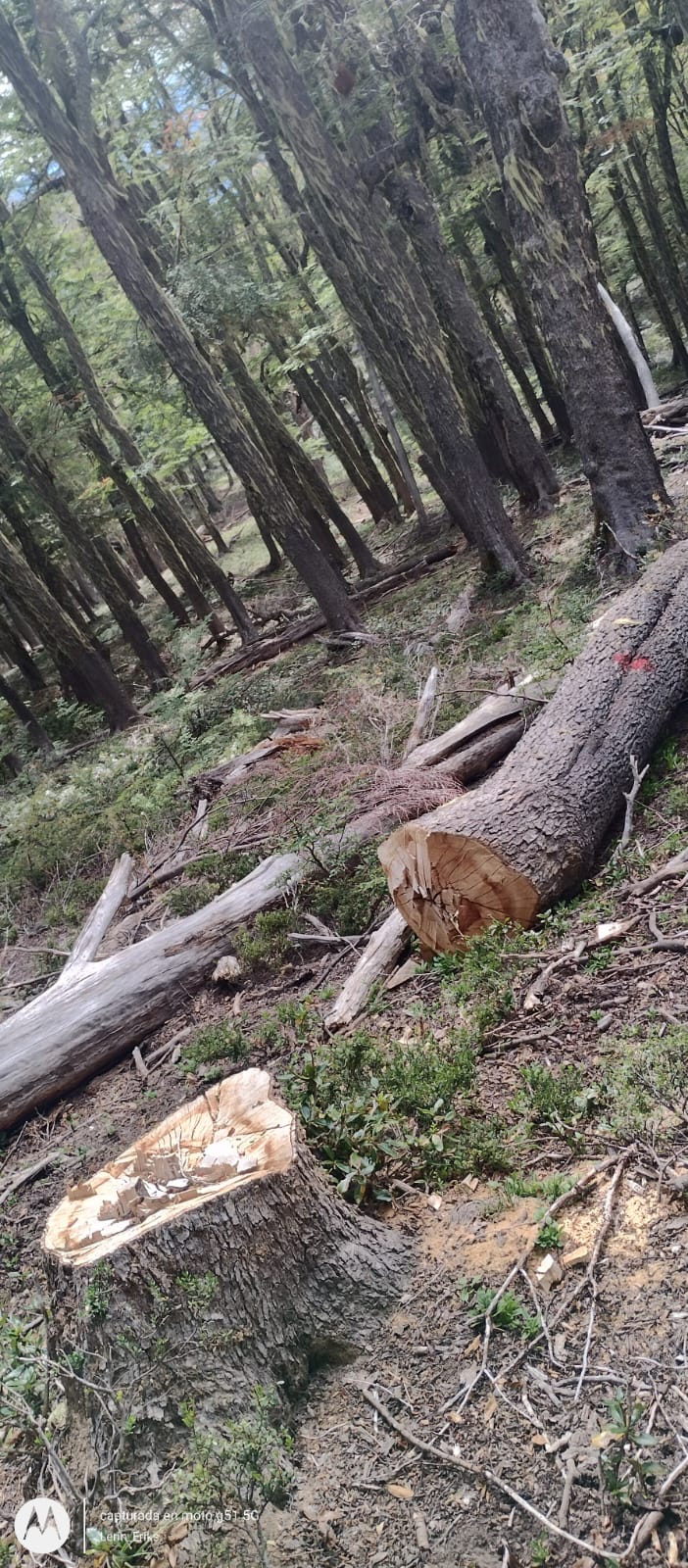 Tala no autorizada: allanan un área del Cerro Chapelco